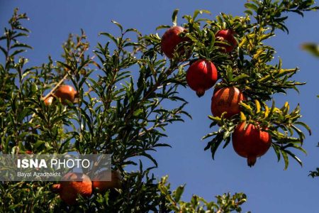 خواص انار برای سلامتی - تیکسر