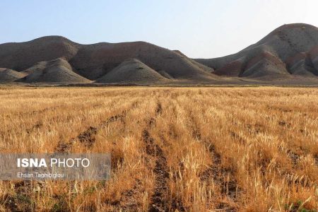 کشاورزان به کشت تناوبی محصول توجه کنند