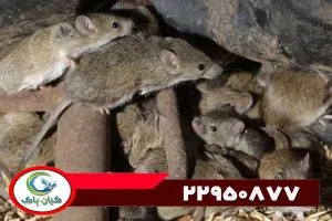 چطور یک شرکت موش گیری ، موش ها رو از خونه حذف می کنن؟ بهترین راهکارها برای رهایی از دست موش ها