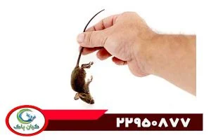 چطور یک شرکت موش گیری ، موش ها رو از خونه حذف می کنن؟ بهترین راهکارها برای رهایی از دست موش ها