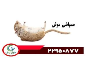 چطور یک شرکت موش گیری ، موش ها رو از خونه حذف می کنن؟ بهترین راهکارها برای رهایی از دست موش ها