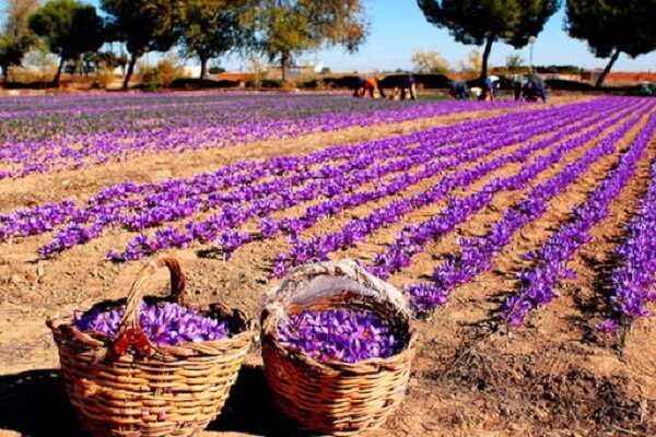 افزایش ۱۰ درصدی سطح زیر کشت زعفران در شهرستان تفت - خبرگزاری مهر | اخبار ایران و جهان