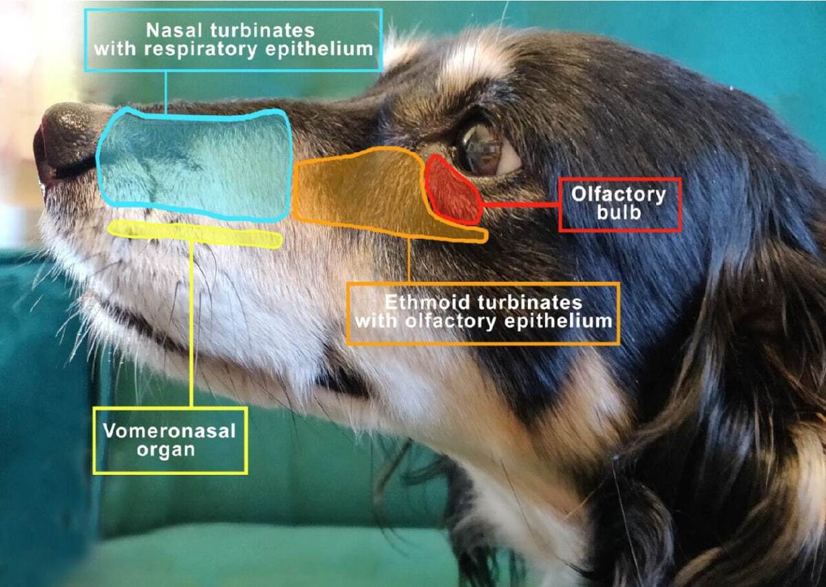 بینی سگ‌ها دو مجرای هوایی دارد؛ یکی برای تنفس و دیگری برای بویایی!
