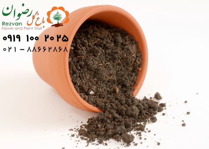 راز و رمز تغذیه گیاهان ریزوم دار : چرا این قدر مهمه؟