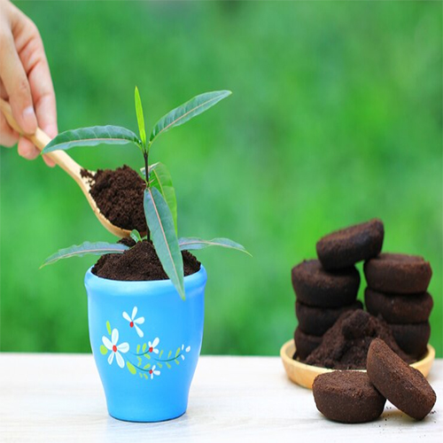 راز و رمز تغذیه گیاهان ریزوم دار : چرا این قدر مهمه؟