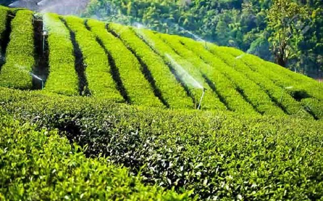 اخبار ایران | خبرگزاری پیش بینی تولید ۳۰۰۰ میلیارد تومان برگ سبز چای در کشور - خبرگزاری مهر | اخبار ایران و جهان
