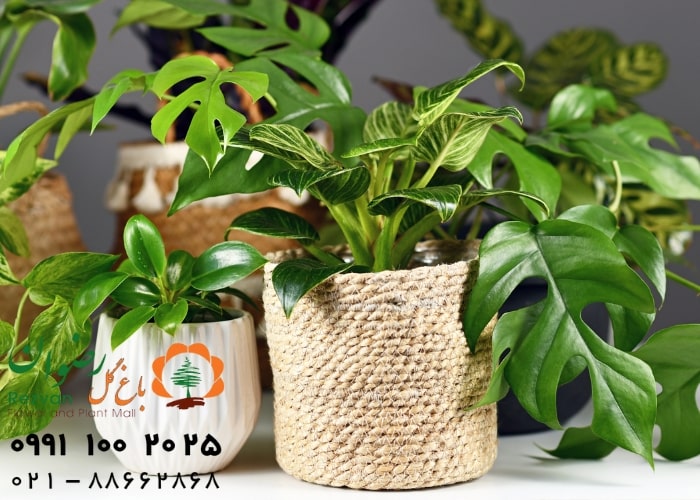 مواد غذایی گل و گیاهان آپارتمانی را چطور تأمین کنیم؟ | راهنمای کاربردی تغذیه گیاهان خانگی