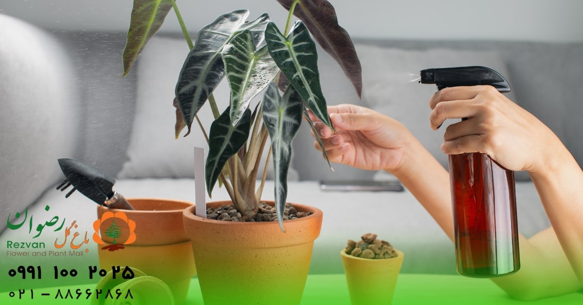 شیمیایی | تغذیه مواد غذایی گل و گیاهان آپارتمانی را چطور تأمین کنیم؟ | راهنمای کاربردی تغذیه گیاهان خانگی